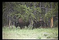 10055-00044-American Bison or Buffalo, Bison bison.jpg
