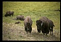 10055-00045-American Bison or Buffalo, Bison bison.jpg