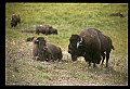 10055-00046-American Bison or Buffalo, Bison bison.jpg