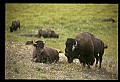 10055-00047-American Bison or Buffalo, Bison bison.jpg