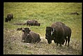 10055-00048-American Bison or Buffalo, Bison bison.jpg