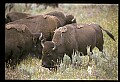 10055-00050-American Bison or Buffalo, Bison bison.jpg