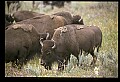 10055-00051-American Bison or Buffalo, Bison bison.jpg
