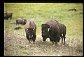 10055-00052-American Bison or Buffalo, Bison bison.jpg