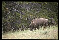 10055-00053-American Bison or Buffalo, Bison bison.jpg