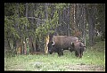 10055-00054-American Bison or Buffalo, Bison bison.jpg