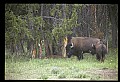 10055-00055-American Bison or Buffalo, Bison bison.jpg