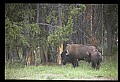 10055-00056-American Bison or Buffalo, Bison bison.jpg