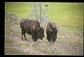 10055-00057-American Bison or Buffalo, Bison bison.jpg