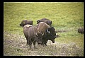 10055-00058-American Bison or Buffalo, Bison bison.jpg