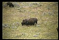 10055-00059-American Bison or Buffalo, Bison bison.jpg