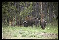 10055-00060-American Bison or Buffalo, Bison bison.jpg