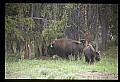 10055-00061-American Bison or Buffalo, Bison bison.jpg