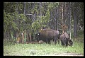 10055-00062-American Bison or Buffalo, Bison bison.jpg