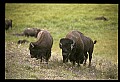 10055-00063-American Bison or Buffalo, Bison bison.jpg