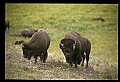 10055-00064-American Bison or Buffalo, Bison bison.jpg
