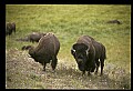 10055-00065-American Bison or Buffalo, Bison bison.jpg