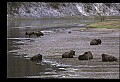 10055-00068-American Bison or Buffalo, Bison bison.jpg