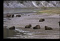 10055-00069-American Bison or Buffalo, Bison bison.jpg