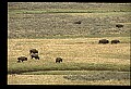 10055-00070-American Bison or Buffalo, Bison bison.jpg