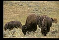 10055-00072-American Bison or Buffalo, Bison bison.jpg
