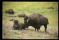 10055-00073-American Bison or Buffalo, Bison bison.jpg
