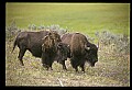 10055-00074-American Bison or Buffalo, Bison bison.jpg