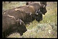 10055-00076-American Bison or Buffalo, Bison bison.jpg