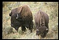10055-00077-American Bison or Buffalo, Bison bison.jpg