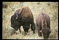 10055-00078-American Bison or Buffalo, Bison bison.jpg