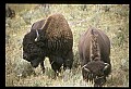 10055-00079-American Bison or Buffalo, Bison bison.jpg