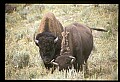 10055-00080-American Bison or Buffalo, Bison bison.jpg
