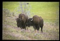 10055-00082-American Bison or Buffalo, Bison bison.jpg