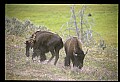 10055-00083-American Bison or Buffalo, Bison bison.jpg