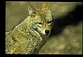 10060-00002-Coyote, Canis latrans agentatus.jpg