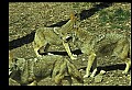 10060-00003-Coyote, Canis latrans agentatus.jpg