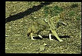 10060-00004-Coyote, Canis latrans agentatus.jpg
