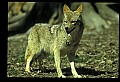 10060-00005-Coyote, Canis latrans agentatus.jpg