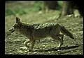 10060-00006-Coyote, Canis latrans agentatus.jpg