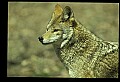 10060-00009-Coyote, Canis latrans agentatus.jpg