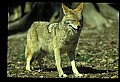 10060-00010-Coyote, Canis latrans agentatus.jpg