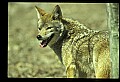 10060-00011-Coyote, Canis latrans agentatus.jpg