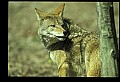 10060-00012-Coyote, Canis latrans agentatus.jpg