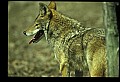 10060-00013-Coyote, Canis latrans agentatus.jpg