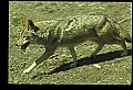 10060-00016-Coyote, Canis latrans agentatus.jpg