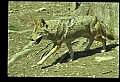 10060-00017-Coyote, Canis latrans agentatus.jpg