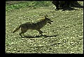 10060-00018-Coyote, Canis latrans agentatus.jpg