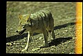 10060-00019-Coyote, Canis latrans agentatus.jpg
