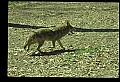10060-00020-Coyote, Canis latrans agentatus.jpg
