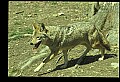 10060-00021-Coyote, Canis latrans agentatus.jpg